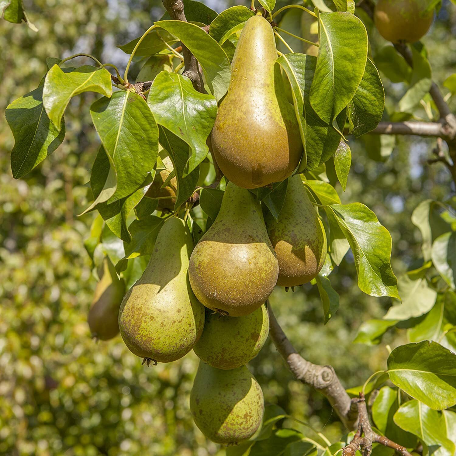 Pear Producer / Exporter, Maribor, Slovenia