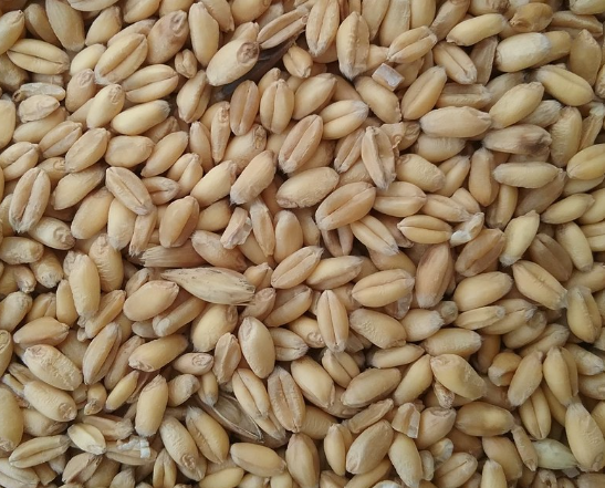 Wheat Grain