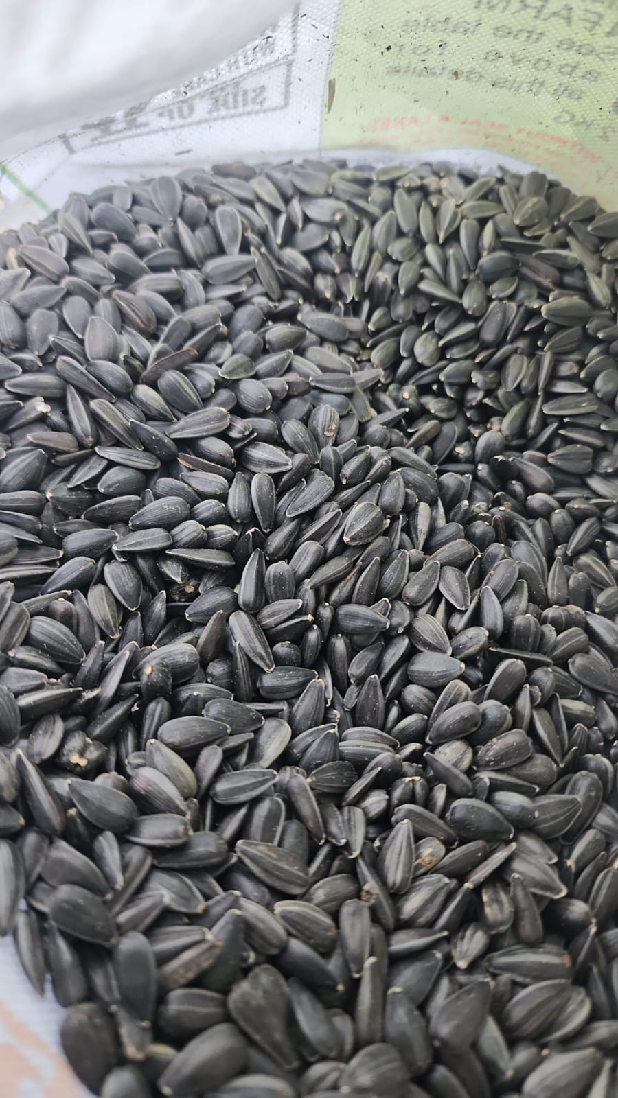 Sunflower seeds (raw, for processing, 50kg bags)