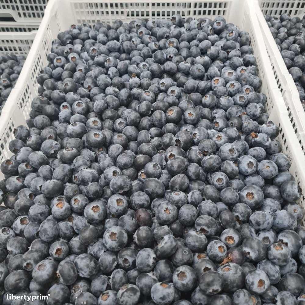 Blueberries (Fresh, Class I)