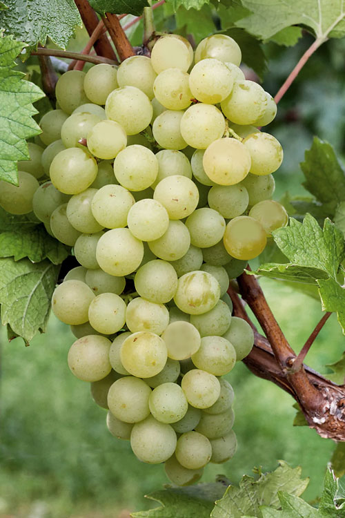 Fresh Grapes (White Seedless)